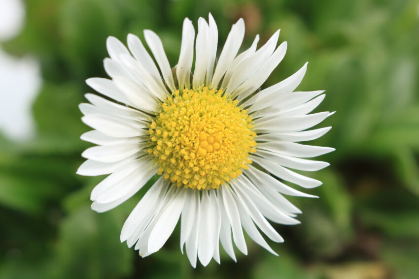 Gänseblümchen (Bellis perennis)|Pflanze des Monats September - Apotheke ...