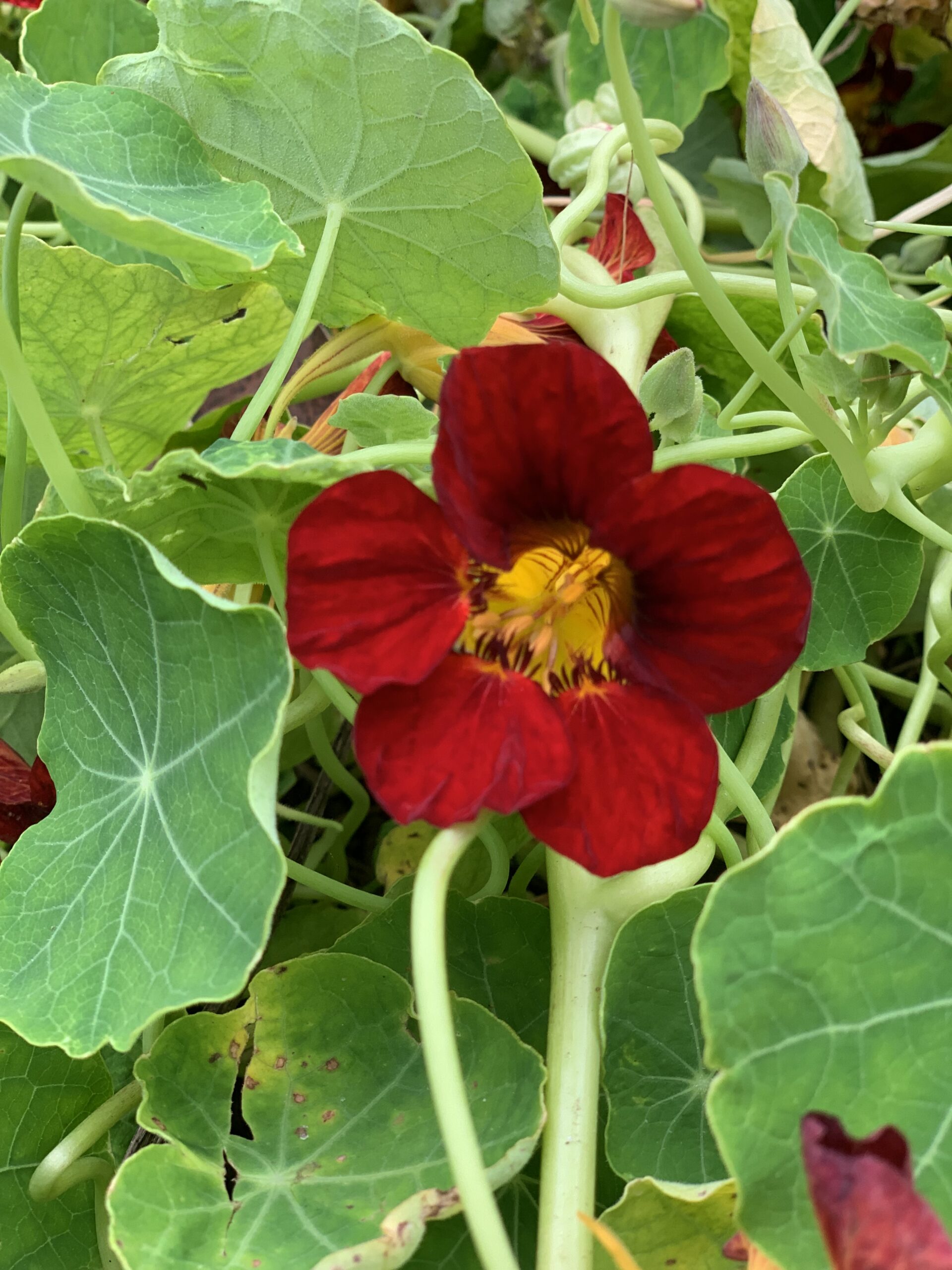 Kapuzinerkresse (Tropaeolum majus L.) | Pflanze des Monats April - Apotheke  am Rettenbach