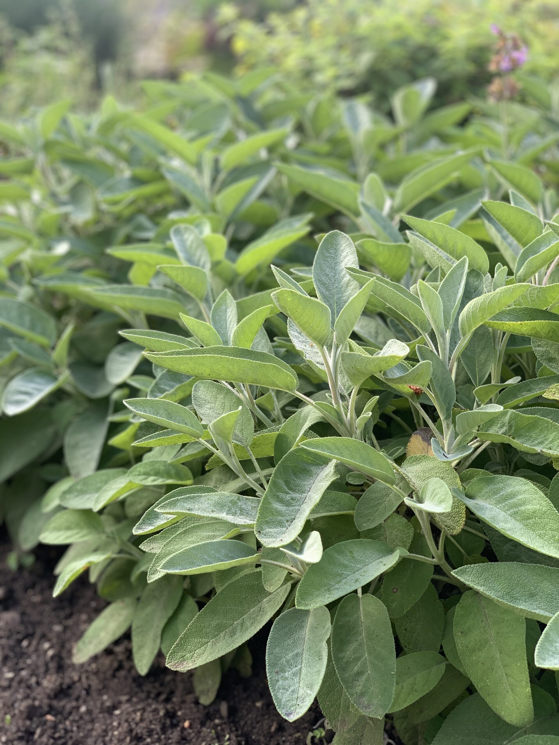 Salbei (Salvia off.) Pflanze des Monats Februar Apotheke am Rettenbach